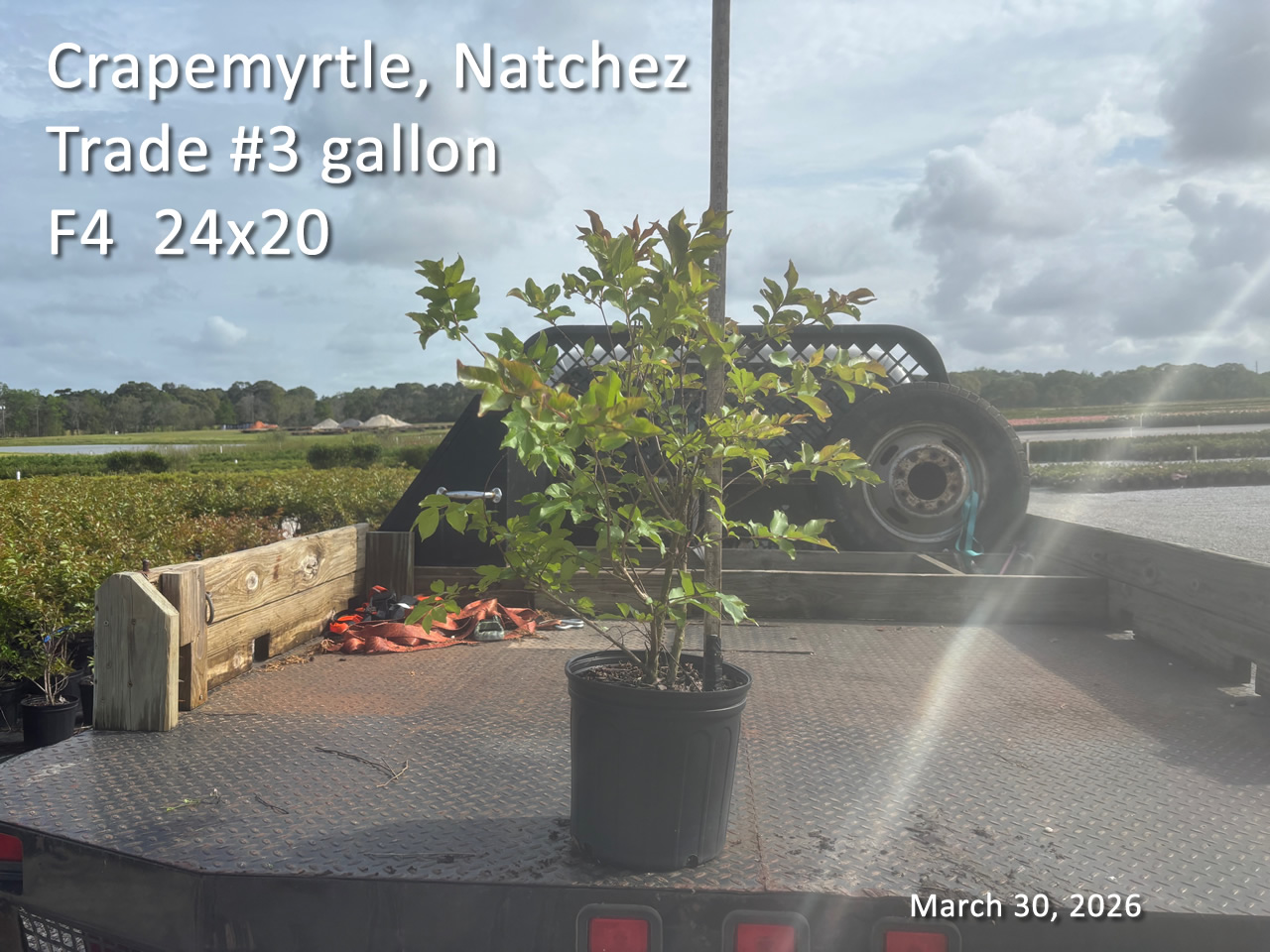 gallery/cnz3t f4 mar30.jpg